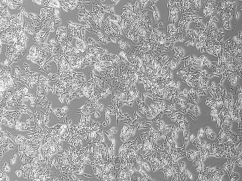 小鼠睾丸间质细胞瘤细胞MLTC-1(种属鉴定) | EnkiLife恩玑生命