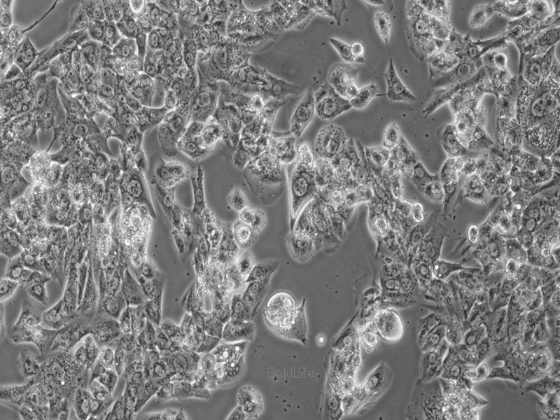 小鼠睾丸间质细胞瘤细胞MLTC-1(种属鉴定) | EnkiLife恩玑生命
