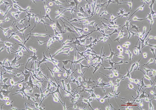 小鼠骨肉瘤成骨细胞K7M2 WT(STR鼠源鉴定) | EnkiLife恩玑生命