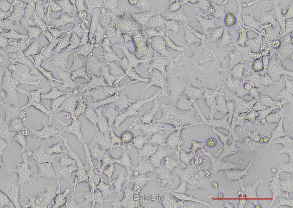 小鼠骨样细胞MLO-Y4(STR鉴定) | EnkiLife恩玑生命