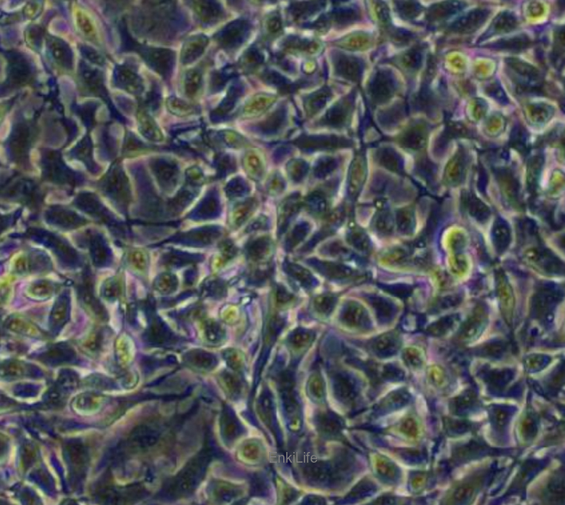 小鼠黑色素瘤细胞转染OVAB16-F10/OVA(种属鉴定) | EnkiLife恩玑生命