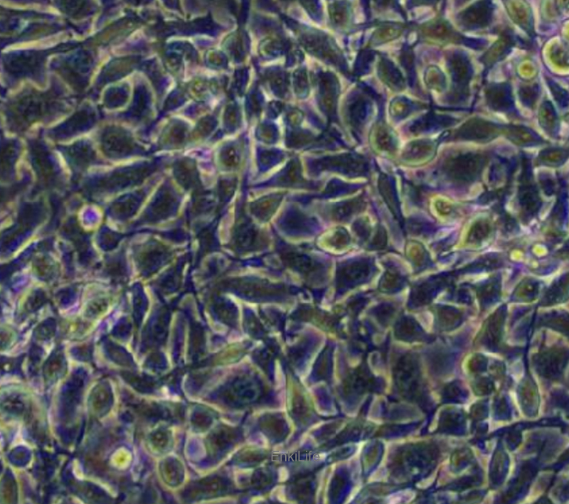 小鼠黑色素瘤细胞转染OVAB16-F10/OVA(种属鉴定) | EnkiLife恩玑生命