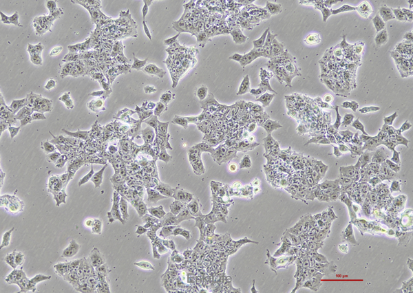 小鼠畸胎瘤细胞P19(种属鉴定) | EnkiLife恩玑生命