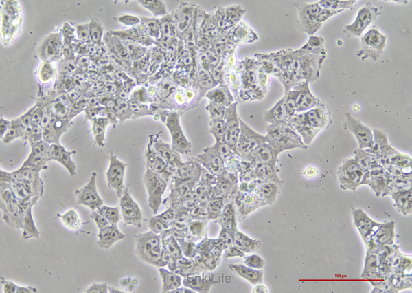 小鼠畸胎瘤细胞P19(种属鉴定) | EnkiLife恩玑生命
