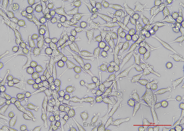 小鼠结肠癌细胞MC38(种属鉴定) | EnkiLife恩玑生命