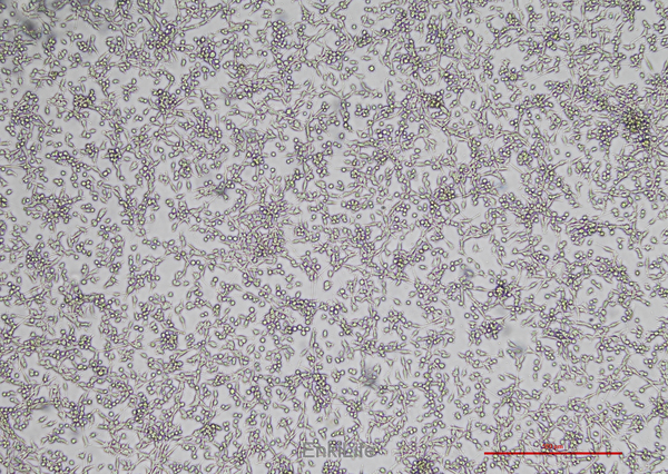 小鼠结肠癌细胞MC38(种属鉴定) | EnkiLife恩玑生命