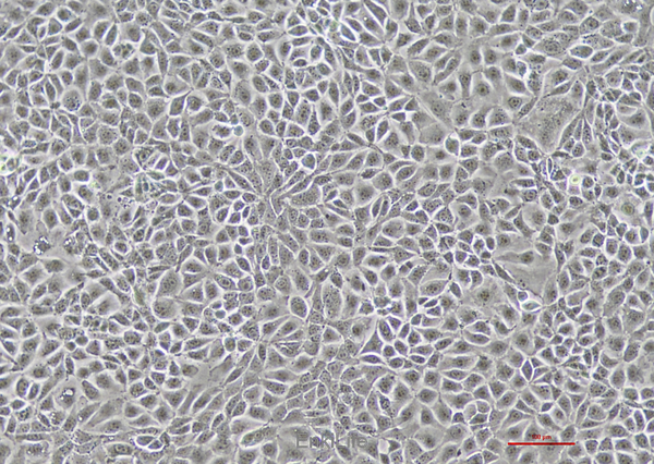 小鼠结直肠癌细胞CMT93(种属鉴定) | EnkiLife恩玑生命