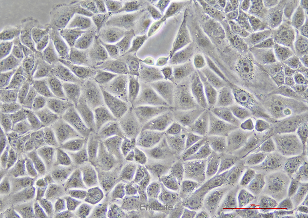 小鼠结直肠癌细胞CMT93(种属鉴定) | EnkiLife恩玑生命