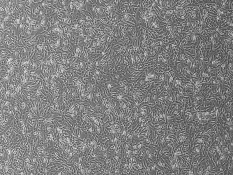 小鼠精原细胞系GC-1 spg(种属鉴定) | EnkiLife恩玑生命