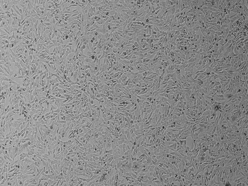 小鼠精原细胞系GC-1 spg(种属鉴定) | EnkiLife恩玑生命