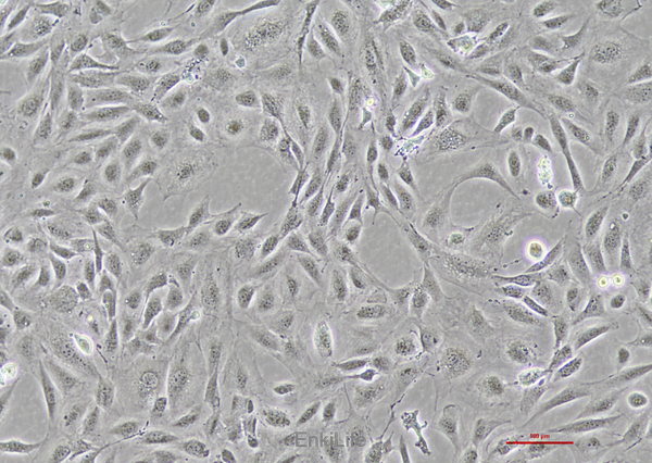 小鼠胚胎成骨细胞前体细胞MC3T3-E1(种属鉴定) | EnkiLife恩玑生命