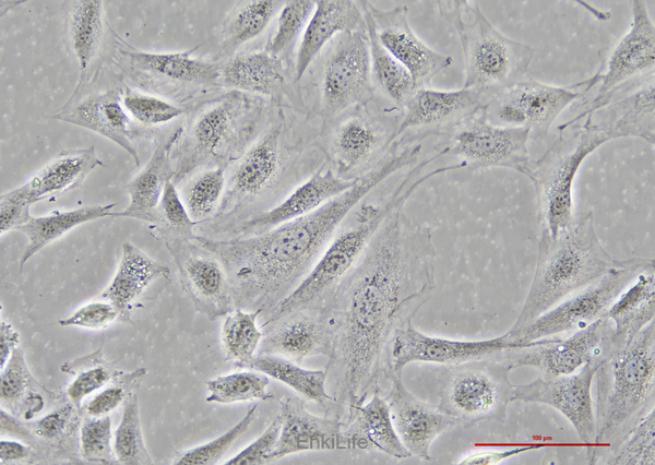 小鼠胚胎成骨细胞前体细胞MC3T3-E1(种属鉴定) | EnkiLife恩玑生命