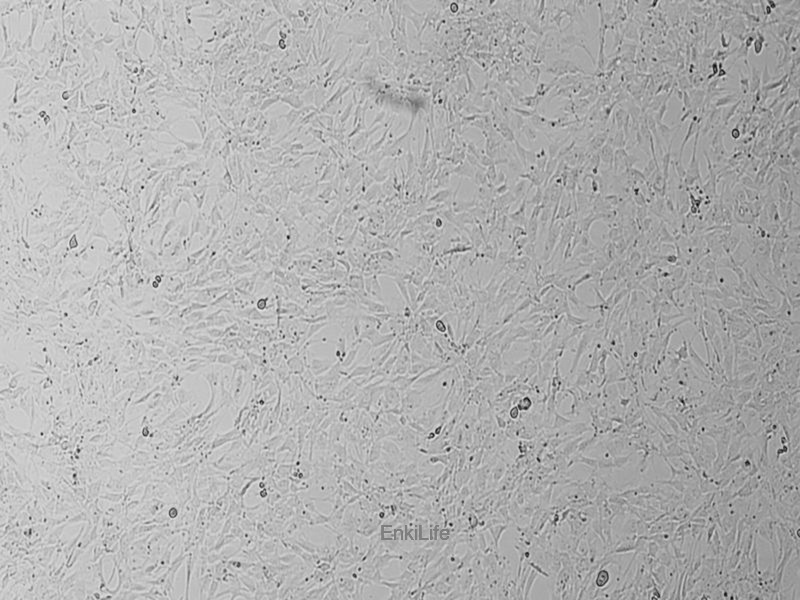 小鼠胚胎成纤维细胞C3H/10T1/2，Clone 8 | EnkiLife恩玑生命