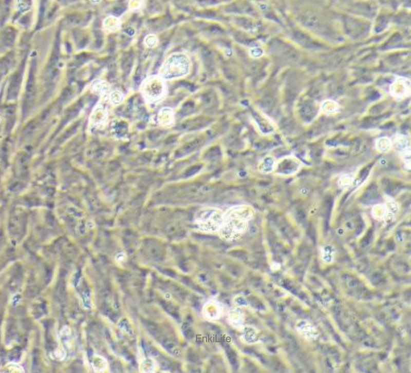 小鼠胚胎成纤维细胞MEF(免疫荧光鉴定) | EnkiLife恩玑生命