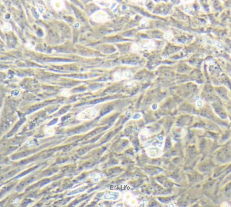小鼠胚胎成纤维细胞MEF(免疫荧光鉴定) | EnkiLife恩玑生命