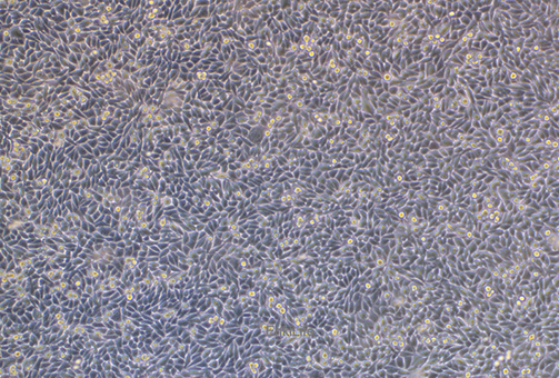 小鼠皮下结缔组织细胞L-WRN(种属鉴定) | EnkiLife恩玑生命