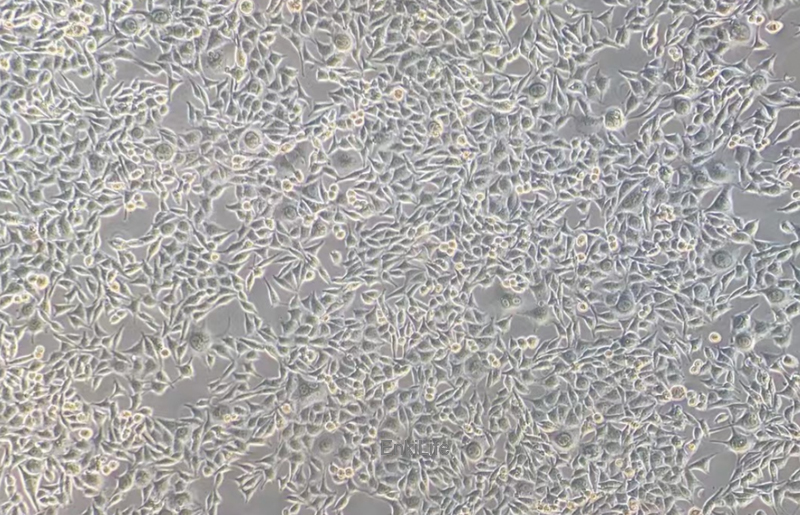 小鼠皮下结缔组织细胞L-WRN(种属鉴定) | EnkiLife恩玑生命