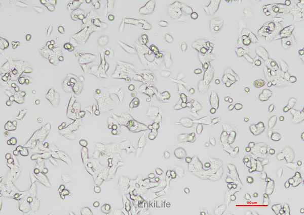 小鼠前列腺癌细胞RM-1(种属鉴定) | EnkiLife恩玑生命