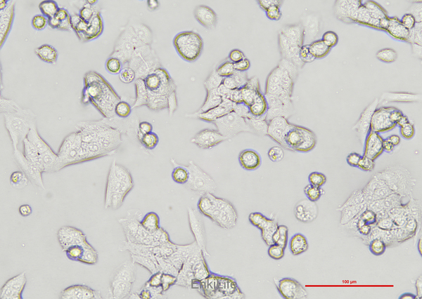 小鼠前列腺癌细胞RM-1(种属鉴定) | EnkiLife恩玑生命