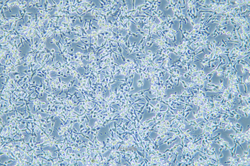 小鼠前胃癌细胞MFC(种属鉴定) | EnkiLife恩玑生命