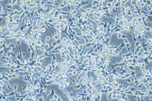 小鼠前胃癌细胞MFC(种属鉴定) | EnkiLife恩玑生命