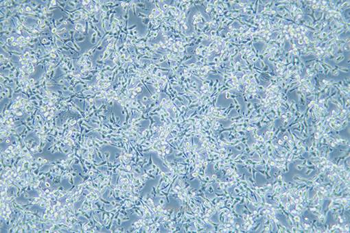 小鼠前胃癌细胞MFC(种属鉴定) | EnkiLife恩玑生命