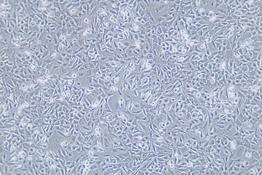 小鼠乳腺上皮细胞HC11(种属鉴定) | EnkiLife恩玑生命