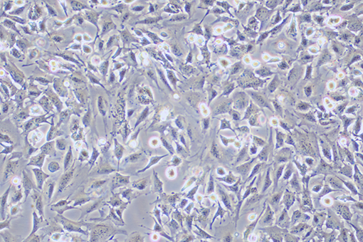 小鼠乳腺上皮细胞HC11(种属鉴定) | EnkiLife恩玑生命