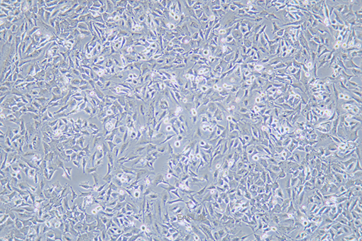 小鼠乳腺上皮细胞HC11(种属鉴定) | EnkiLife恩玑生命