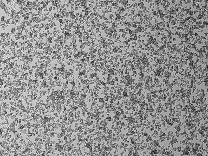 小鼠肾腺癌细胞RAG(种属鉴定) | EnkiLife恩玑生命