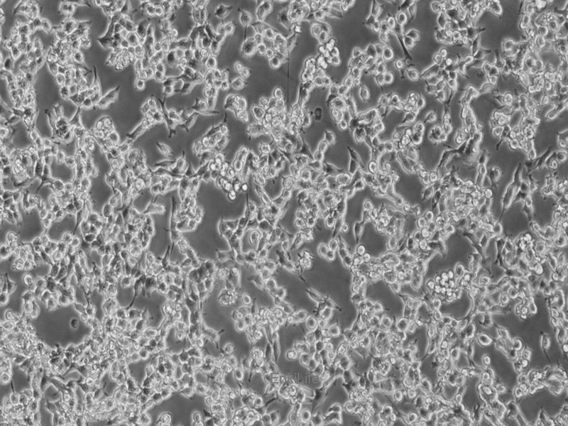 小鼠肾腺癌细胞RAG(种属鉴定) | EnkiLife恩玑生命