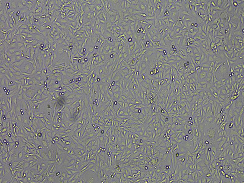 小鼠肾小球系膜细胞SV40-MES-13(种属鉴定) | EnkiLife恩玑生命