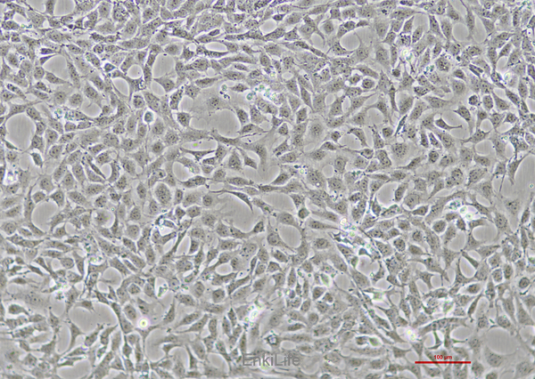 小鼠肾足细胞MPC-5(种属鉴定) | EnkiLife恩玑生命