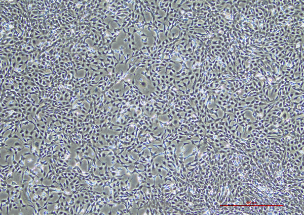 小鼠肾足细胞MPC-5(种属鉴定) | EnkiLife恩玑生命