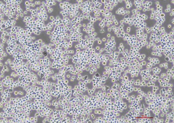 小鼠树突状细胞DC2.4（STR鼠源鉴定） | EnkiLife恩玑生命