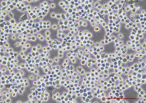 小鼠树突状细胞DC2.4（STR鼠源鉴定） | EnkiLife恩玑生命