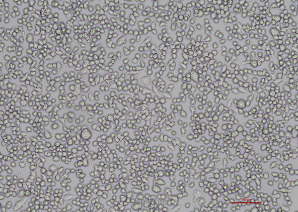 小鼠小胶质细胞BV2(种属鉴定) | EnkiLife恩玑生命