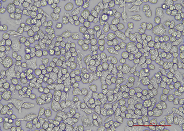 小鼠小胶质细胞BV2(种属鉴定) | EnkiLife恩玑生命