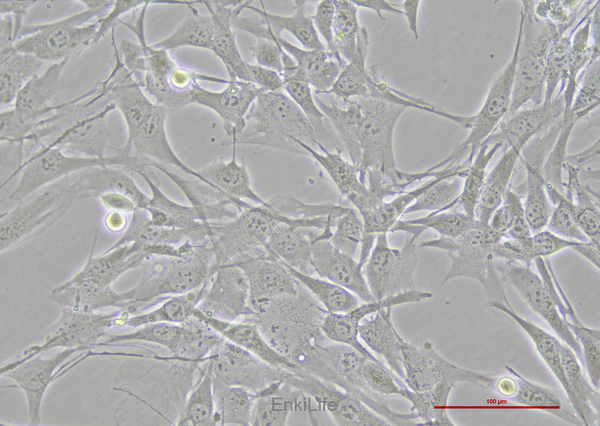 小鼠心肌细胞HL-1(种属鉴定)（暂不出售） | EnkiLife恩玑生命