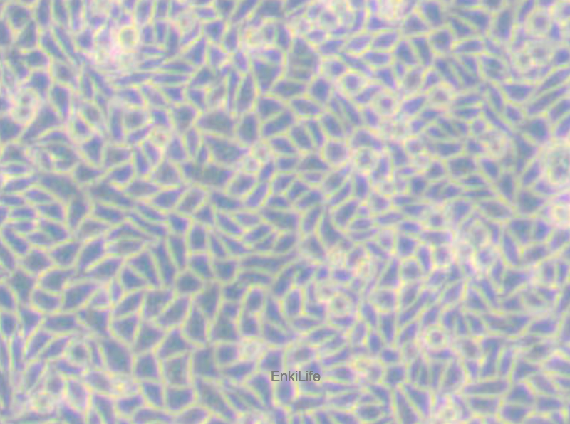 小鼠胸腺激酶缺陷细胞LM(TK-) | EnkiLife恩玑生命