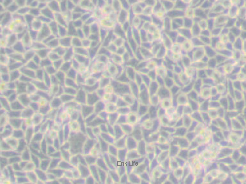 小鼠胸腺激酶缺陷细胞LM(TK-) | EnkiLife恩玑生命