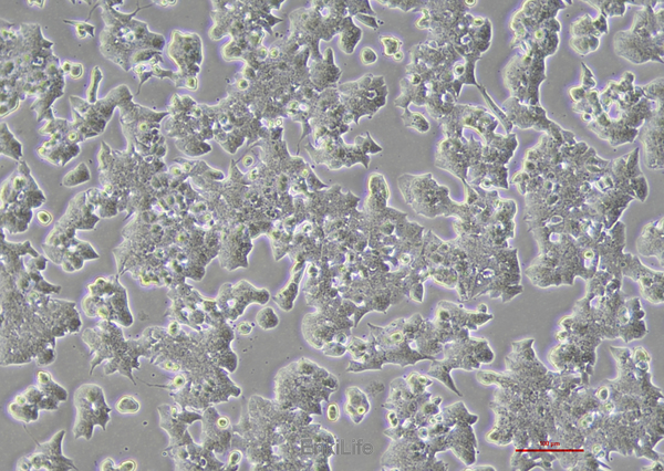 小鼠胰岛β细胞MIN6(种属鉴定) | EnkiLife恩玑生命
