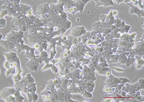 小鼠胰岛β细胞MIN6(种属鉴定) | EnkiLife恩玑生命