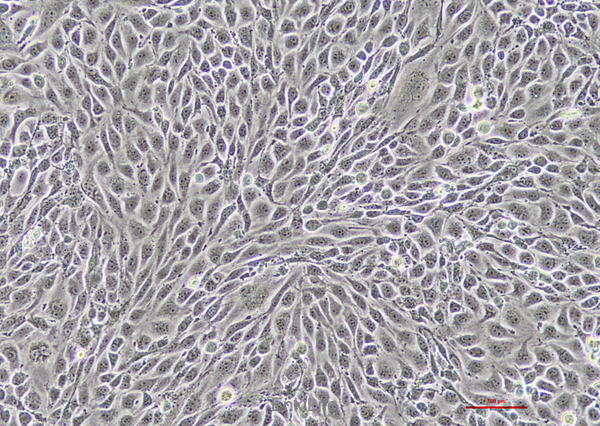 小鼠胰岛内皮细胞MS-1(种属鉴定) | EnkiLife恩玑生命
