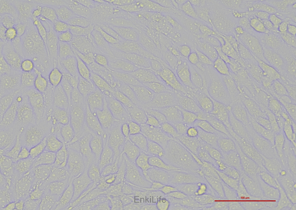 小鼠胰岛内皮细胞MS-1(种属鉴定) | EnkiLife恩玑生命