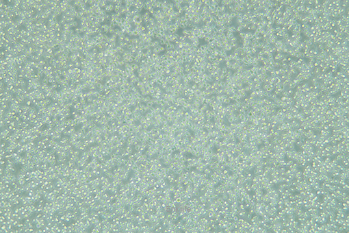 小鼠原B细胞株BAF3(种属鉴定) | EnkiLife恩玑生命