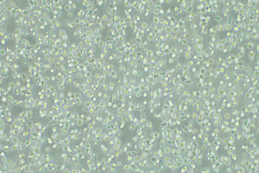 小鼠原B细胞株BAF3(种属鉴定) | EnkiLife恩玑生命