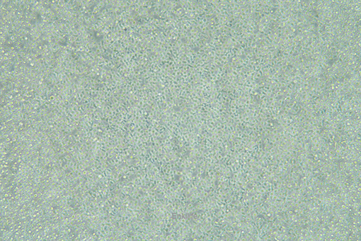 小鼠原B细胞株BAF3(种属鉴定) | EnkiLife恩玑生命