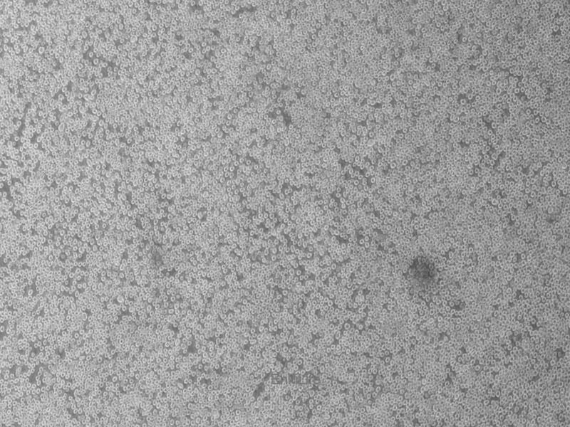 小鼠杂交瘤（抗CD2）细胞OKT11(种属鉴定) | EnkiLife恩玑生命