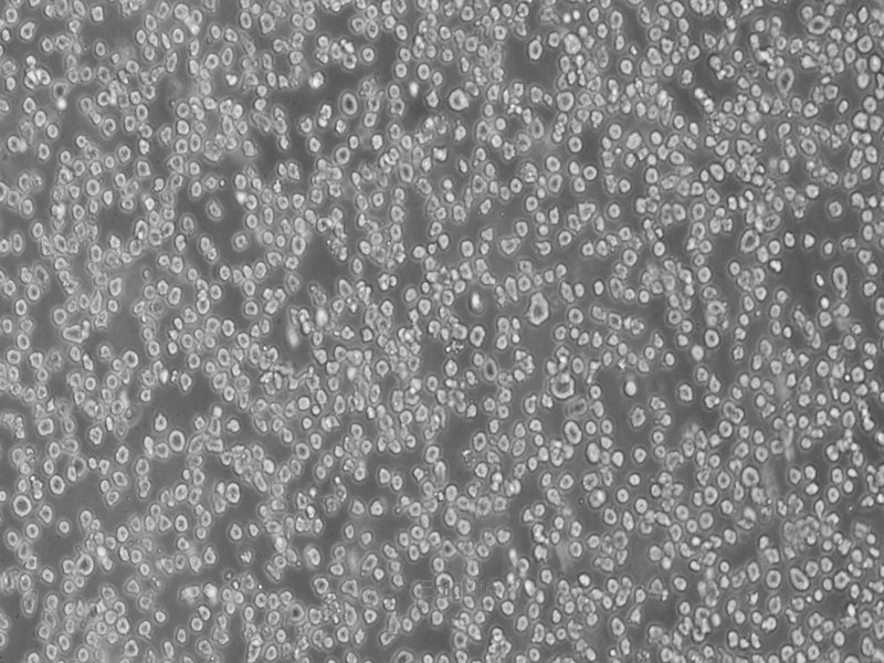 小鼠杂交瘤（抗CD2）细胞OKT11(种属鉴定) | EnkiLife恩玑生命